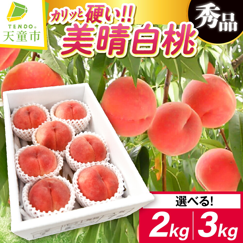 【ふるさと納税】 硬い もも ( 美晴白桃 ) 選べる 2kg / 3kg 先行予約 令和8年産 2026年産 白桃 桃 ピーチ peach 果物 くだもの デザート 旬 冷蔵 お取り寄せグルメ 産地直送 送料無料 【 山形県 天童市 】｜山形県天童市
