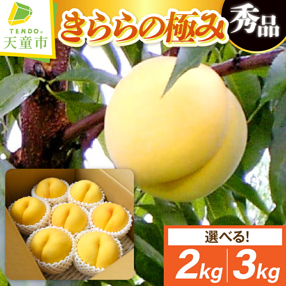 【ふるさと納税】 もも ( きららの極み ) 選べる 2kg / 3kg 先行予約 令和8年産 2026年産 黄桃 桃 ピーチ peach フルーツ 果物 くだもの デザート 旬 冷蔵 お取り寄せグルメ 産地直送 送料無料 【 山形県 天童市 】|山形県天童市