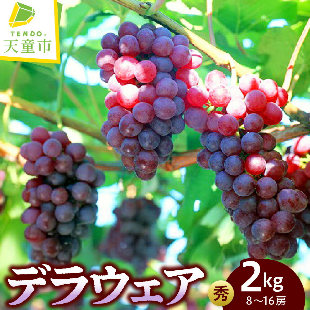 【ふるさと納税】ぶどう ( デラウエア ) 約2kg 秀品 8～16房 葡萄 ブドウ 種無し 種なし 果物 くだもの フルーツ 8月 夏 旬 冷蔵 ご家庭用 のし 贈答 ギフト プレゼント お取り寄せ 山形 産地直送 送料無料 【 山形県 天童市 】｜山形県天童市