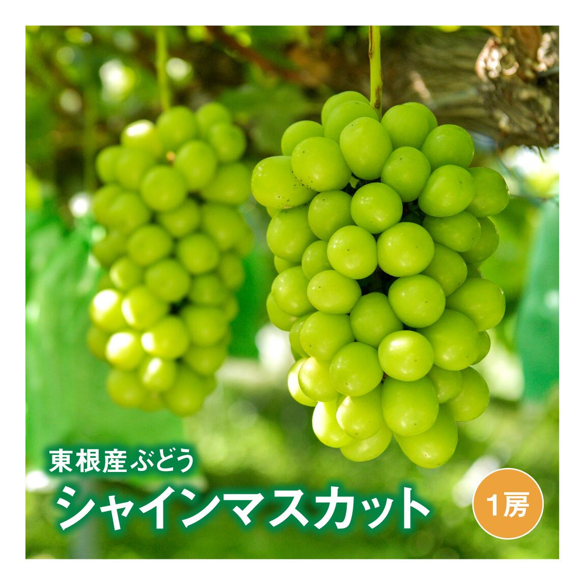 楽天市場 ふるさと納税 ぶどう シャインマスカット 1房 800g以上 Ja提供 21年9月中旬 10月上旬送付 P 1529 山形県東根市