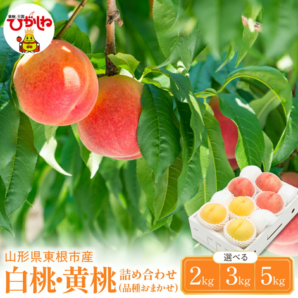【ふるさと納税】 2026年産 白桃 黄桃 詰め合わせ 品種おまかせ ( 選べる 2kg / 3kg / 5kg ) | 桃 もも モモ ピーチ フルーツ 果物 くだもの 大容量 セット 詰め合わせ 冷蔵配送 期間限定 先行予約 人気 おすすめ 箱入り 化粧箱 ギフト 贈答 送料無料 東北 山形県 東根市|山形県東根市