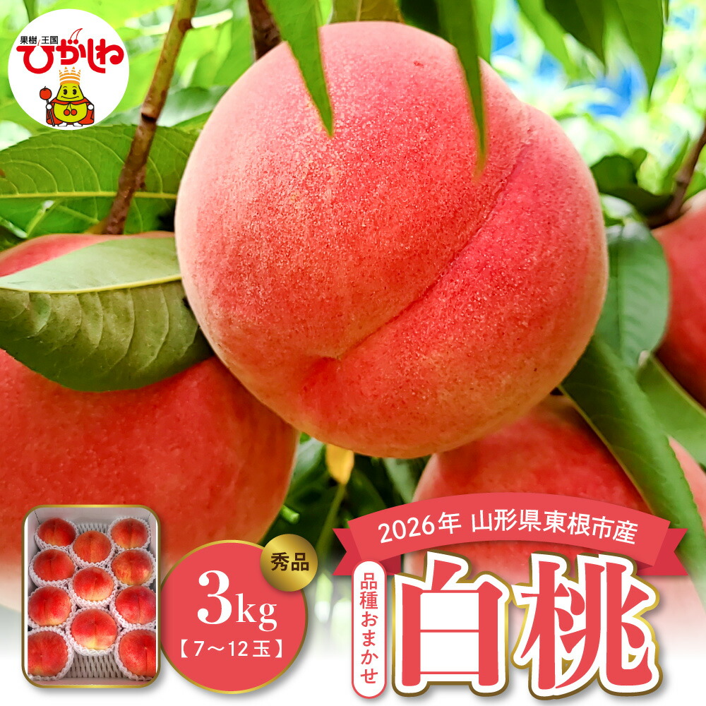 【ふるさと納税】2026年産 桃 白桃 ( 品種おまかせ ) 3kg / もも ピーチ フルーツ 果物 くだもの 期間限定 大容量 冷蔵配送 先行予約 農家直送 産地直送 お取り寄せ グルメ ご当地 特産 山形県 東根市｜山形県東根市