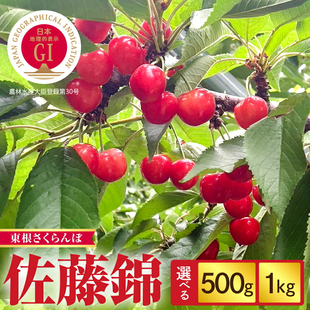 【ふるさと納税】 2025年産 GI東根さくらんぼ「 佐藤錦 」( 選べる内容量 : 500g / 1kg ) バラ詰め Lサイズ <br><br>/ さくらんぼ サクランボ フルーツ 果物 くだもの 箱入り 化粧箱 贈り物 ギフト 贈答 人気 冷蔵配送 送料無料 山形県 東根市