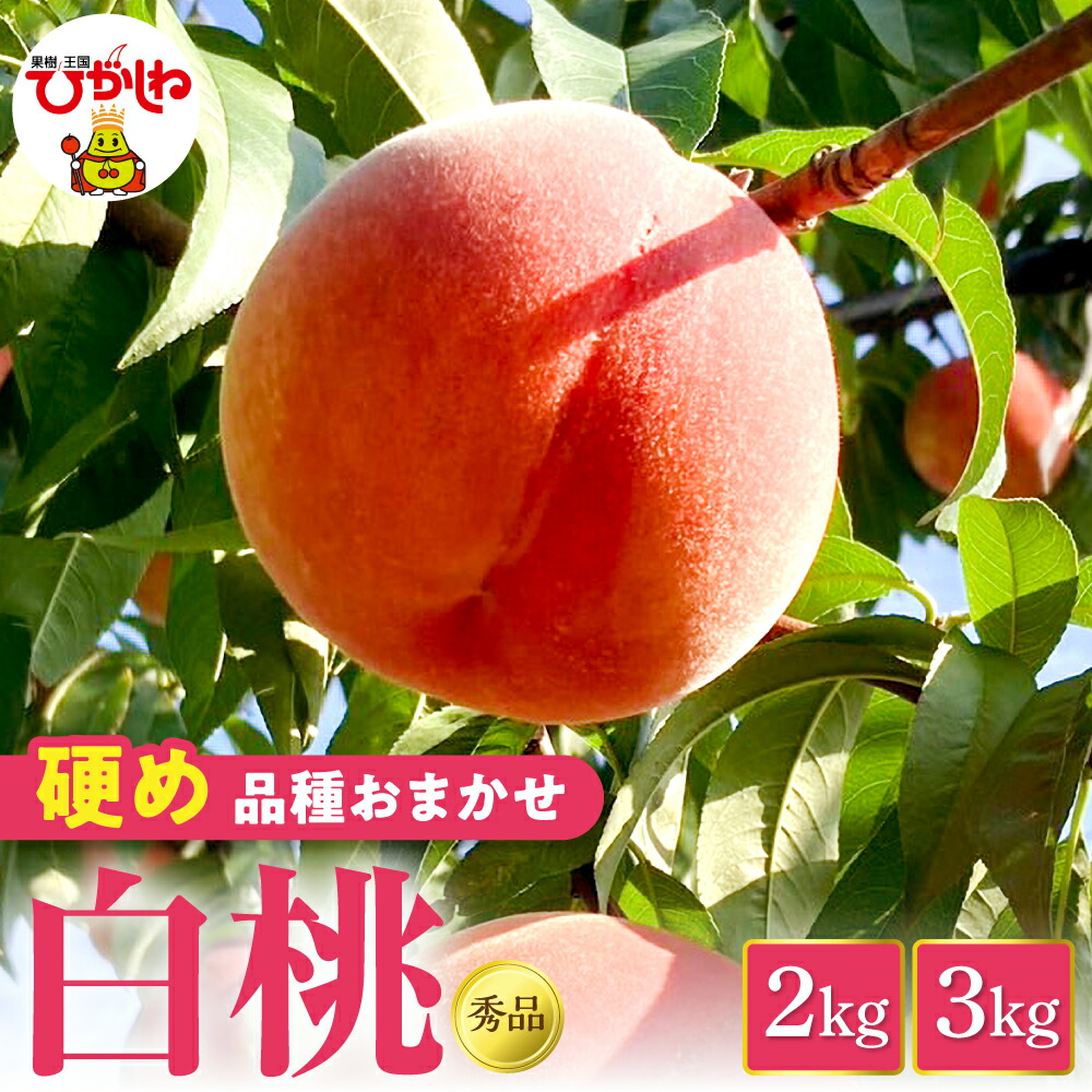 【ふるさと納税】2026年産 白桃 品種 おまかせ ( 硬め ) 秀品 ( 選べる内容量 : 2kg / 3kg ) | 桃 モモ 山形 くだもの 果物 フルーツ 先行予約 令和8年産 冷蔵配送 産地直送 期間限定 特産品 お取り寄せ グルメ 東北 山形県 東根市｜山形県東根市