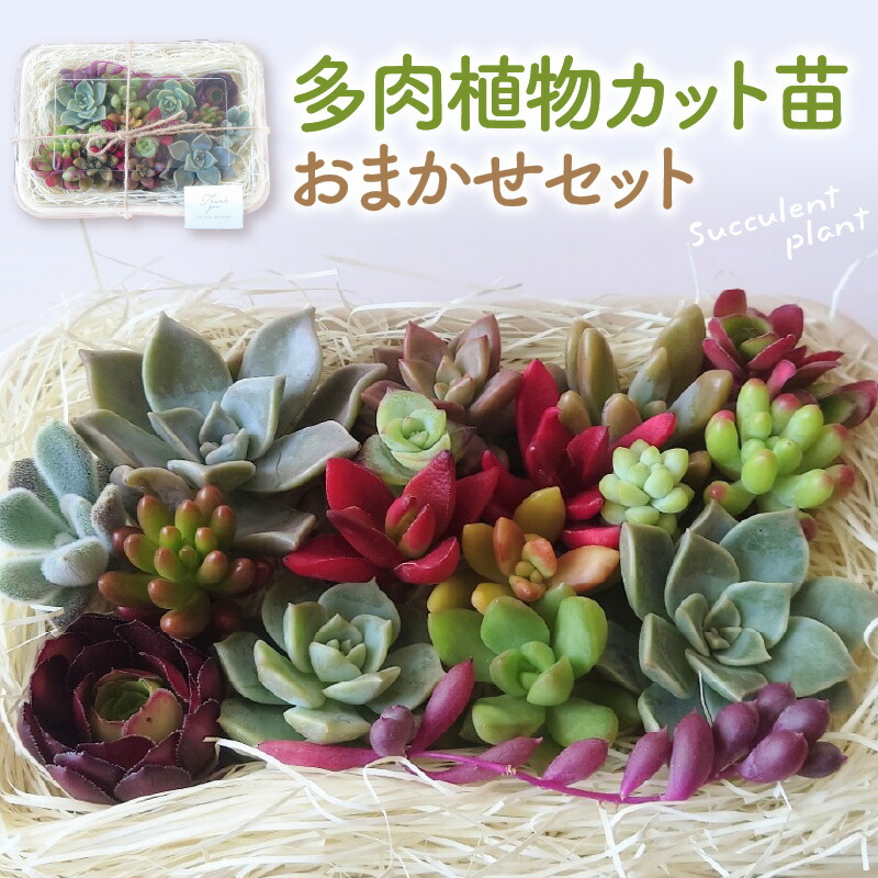 ふるさと納税 よくある問いあわせるQ\u0026A 観葉植物-花・ガーデン・DIY-花・観葉植物