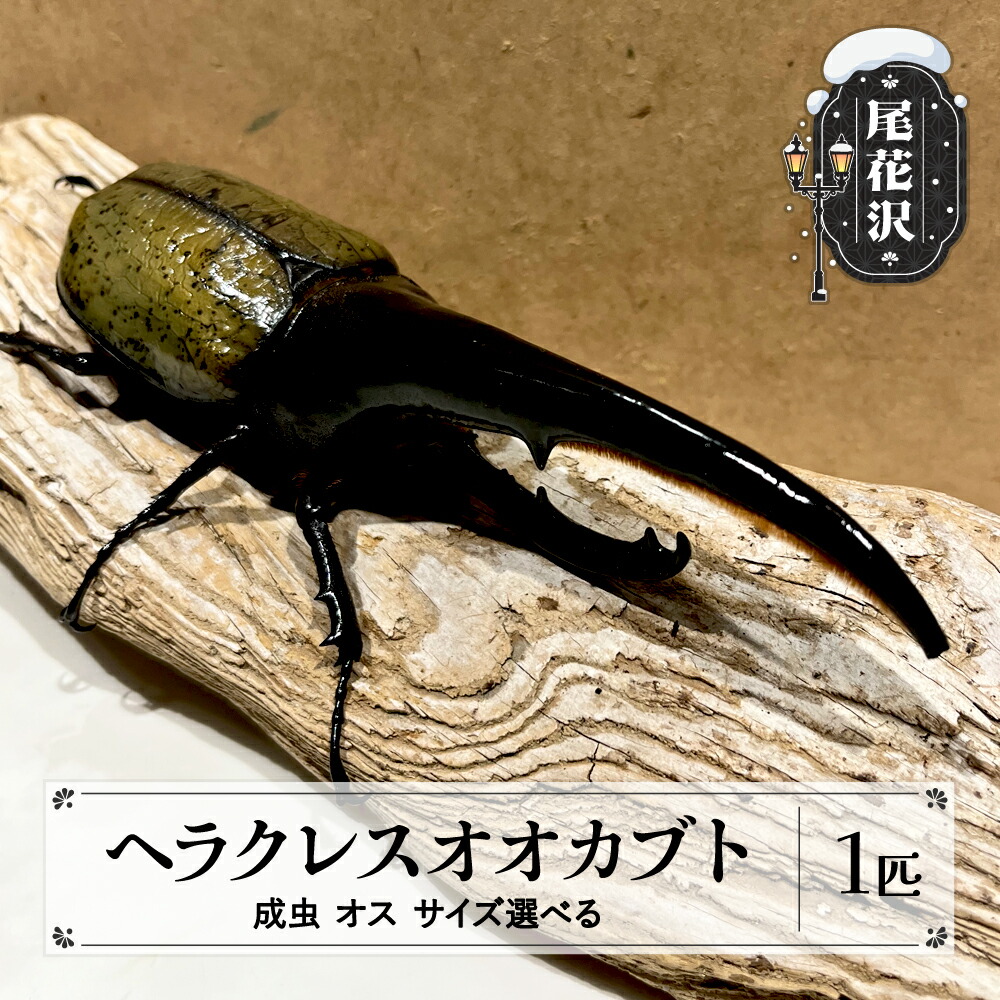 【ふるさと納税】尾花沢市産 昆虫の王様 ヘラクレスオオカブト カブトムシ オス 成虫 1匹 サイズ 選べる kb-blhamx画像