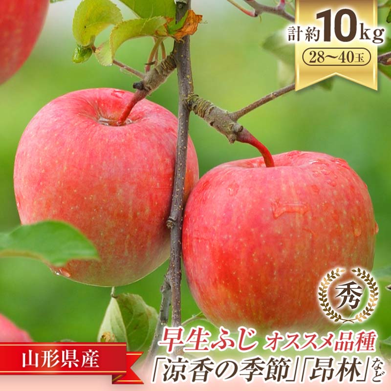 【ふるさと納税】【令和7年産先行予約】JA 早生ふじ 「涼香の季節･昂林 等」 約10kg (28～40玉) 《令和7年9月下旬～10月中旬発送》 『JA山形おきたま』 山形県 南陽市 [927]