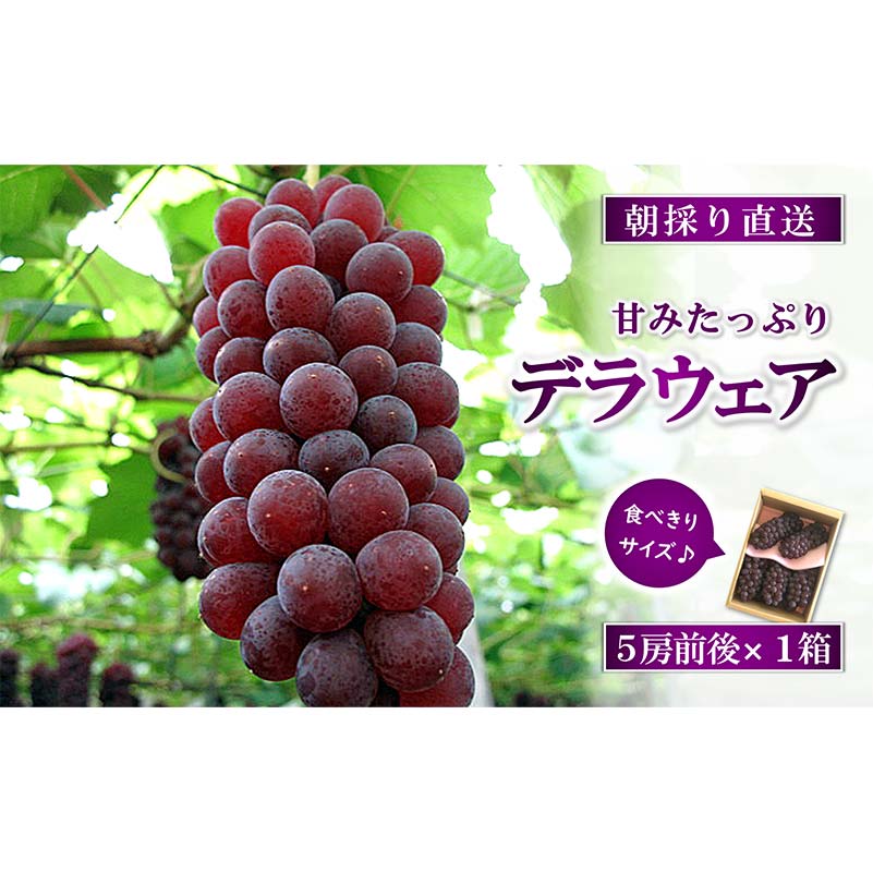 【ふるさと納税】 【令和8年産先行予約】 朝どりデラウェア 1箱 (5房前後入り) 《令和8年7月中旬～発送》 『漆山果樹園』 葡萄 ぶどう ブドウ 種なし 新鮮 果物 フルーツ デザート 山形県 南陽市 [660]