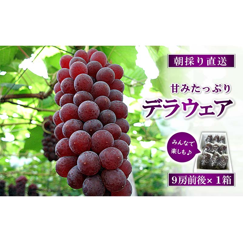 【ふるさと納税】 【令和7年産先行予約】 朝どりデラウェア 1箱 (9房前後入り) 《令和7年7月中旬～発送》 『漆山果樹園』 葡萄 ぶどう ブドウ 種なし 新鮮 果物 フルーツ デザート 山形県 南陽市 [661]