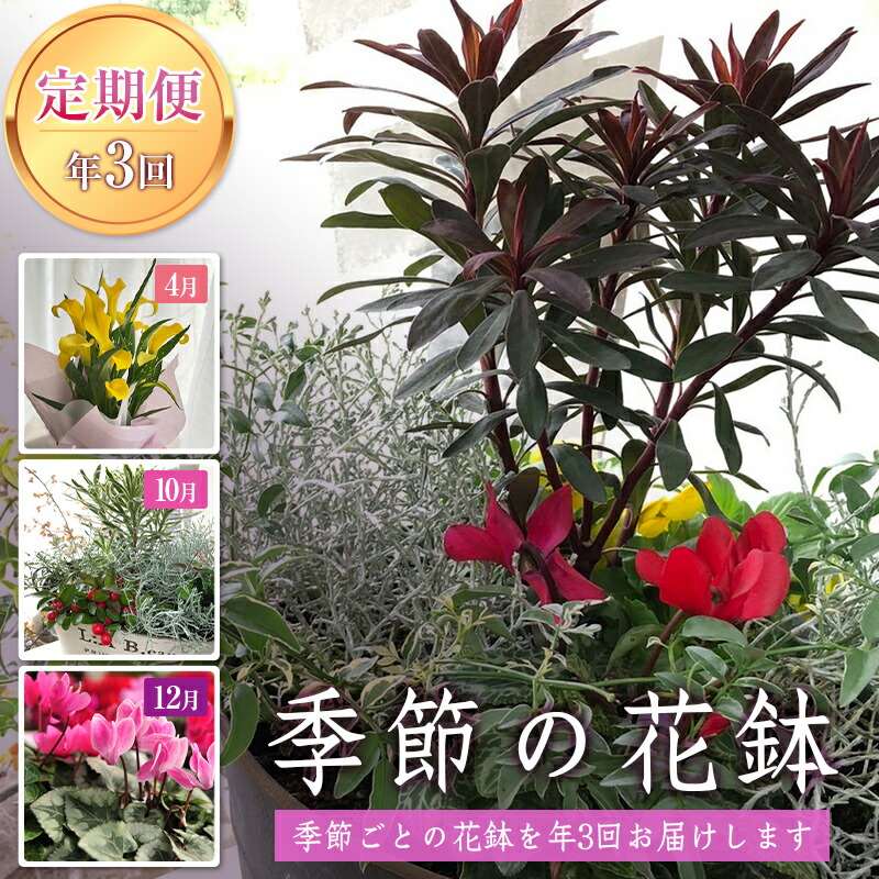 【ふるさと納税】  《定期便3回》 南陽市商工会お上さん部生みだす 【癒しの宝箱 C教科課程】 南陽産 時節の花鉢 定期便 円錐小体県 南陽市 [1552]