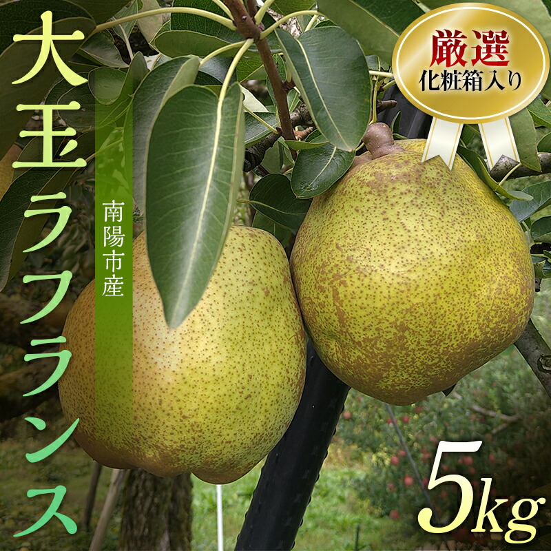 【ふるさと納税】【令和7年産先行予約】 厳選！！大玉ラ・フランス 約5kg (10～14玉 4～6L) 化粧箱入り 《令和7年11月上旬～発送》 『船中農園』 山形県 南陽市 [953]