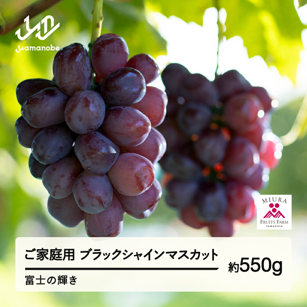 【ふるさと納税】 《先行予約》2026年 山形県山辺町産 ご家庭用 ブラックシャインマスカット (約550g) 富士の輝 ぶどう 1房 令和8年産 2026年産 果物 フルーツ 2026年9月下旬から順次発送 送料無料 bg-bufkk600