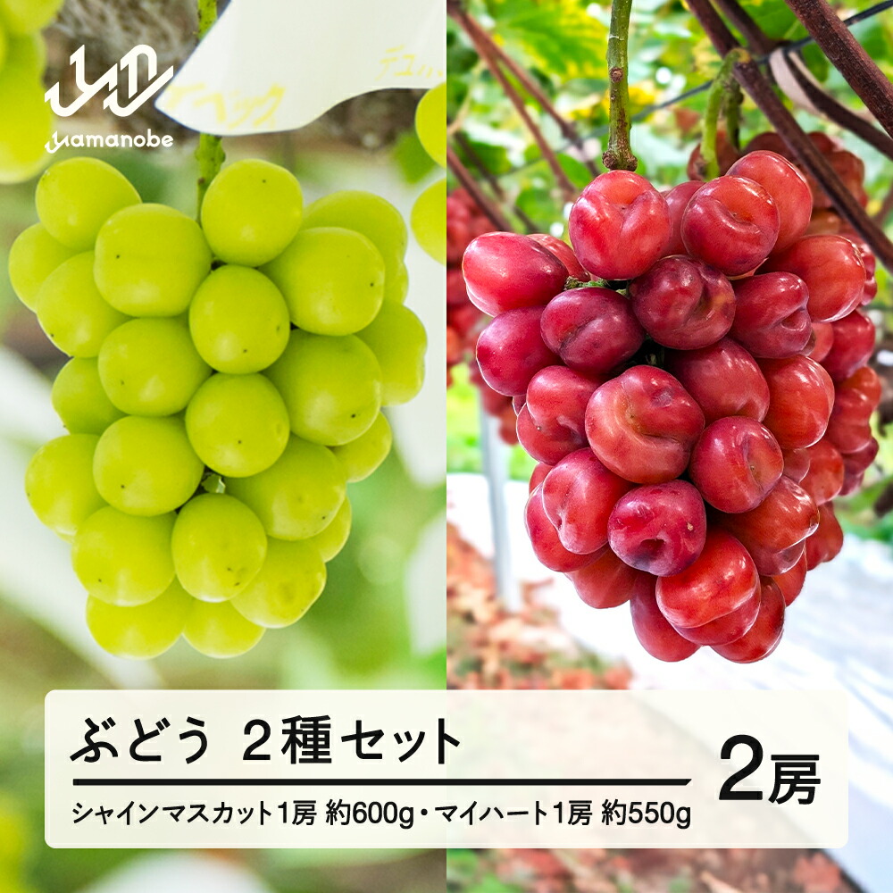 【ふるさと納税】 《先行予約》2025年 山形県山辺町産 マイハートと特選シャインマスカットセット 2025年10月上旬から順次発送 送料無料 F21A-241