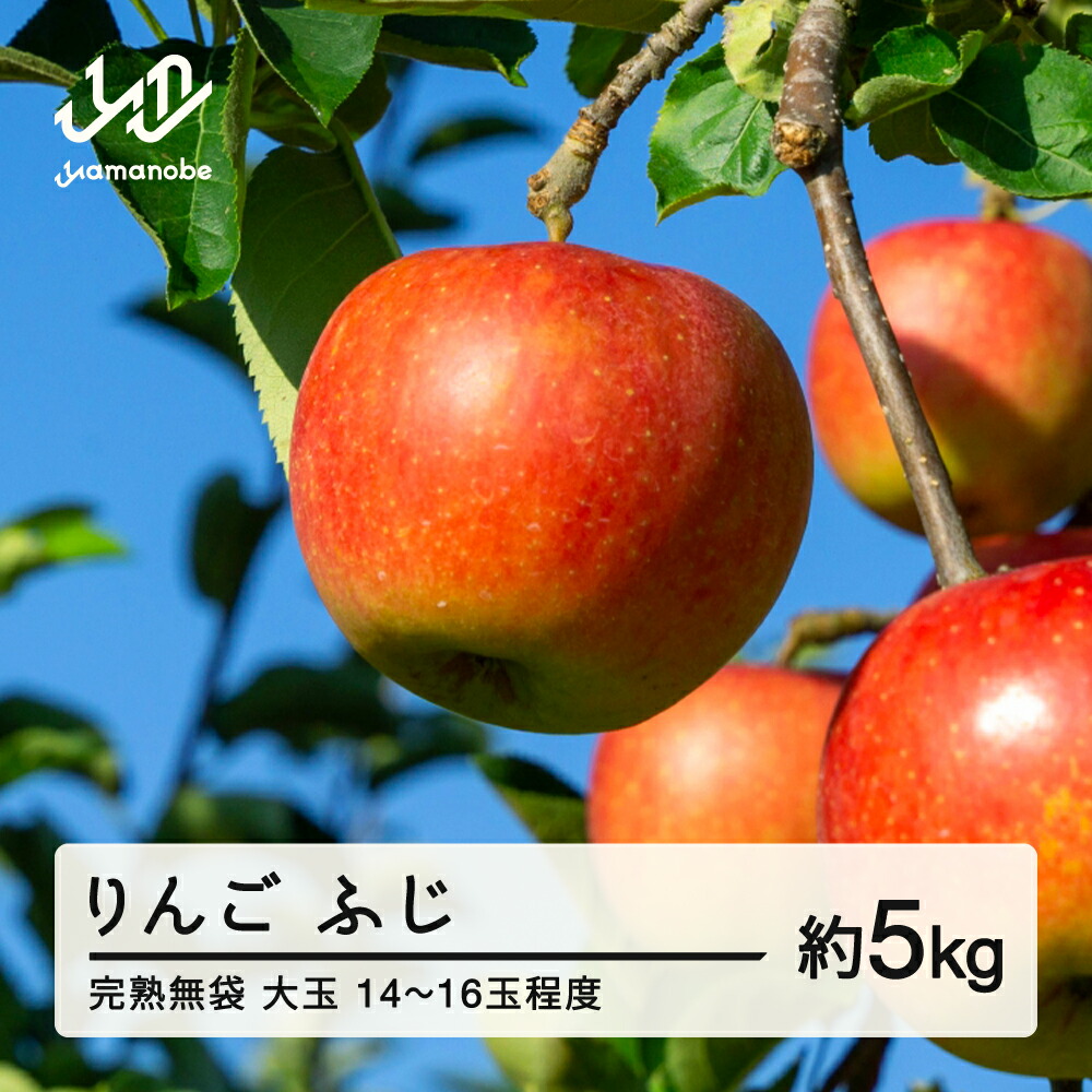 【ふるさと納税】 《先行予約》2025年産 渡辺果樹園 完熟無袋 りんご ふじ 約5kg（14～16玉程度） 大玉 2025年12月上旬より順次発送 秋果実 果物 フルーツ サンふじ 送料無料 F20A-141