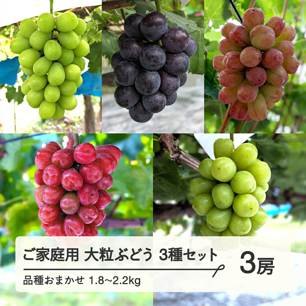 【ふるさと納税】 【農業者支援】≪先行予約≫ご家庭用 2025年山形県産 品種おまかせ 大粒ぶどう3種セット 1.8～2.2kg（3房） 2025年9月中旬から順次発送 大粒 種なし 皮ごと食べられる 送料無料 F21A-441