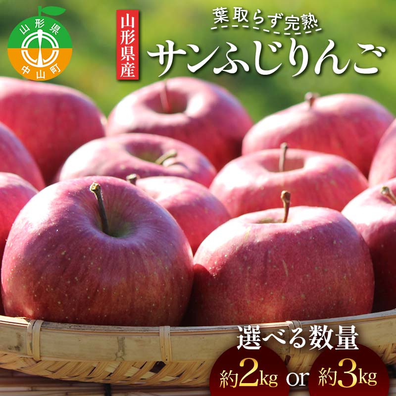 【ふるさと納税】《2026年発送先行予約》＼容量が選べる／ 山形県産 葉取らず完熟サンふじりんご 秀 約2kg 約3kg 林檎 リンゴ フルーツ 果物 くだもの 山形県 中山町 F4A-1007var