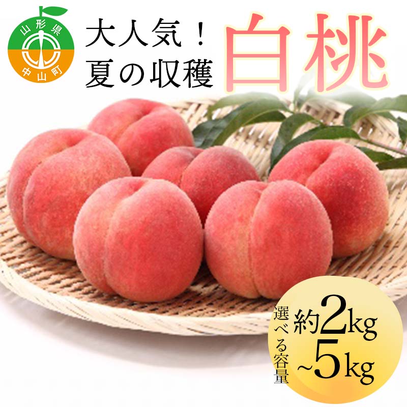 【ふるさと納税】 \選べる容量/《2026年先行予約》 山形県産 大人気! 夏の収穫 白桃 約2kg 約3kg 約5kg 桃 もも フルーツ くだもの 山形県 中山町 F4A-0423var|山形県中山町