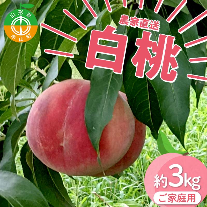 【ふるさと納税】 【ご家庭用】令和7年産 先行受付 農家直送「白桃」約3kg(6～11玉) 品種おまかせ 山形県 中山町 F4A-0471