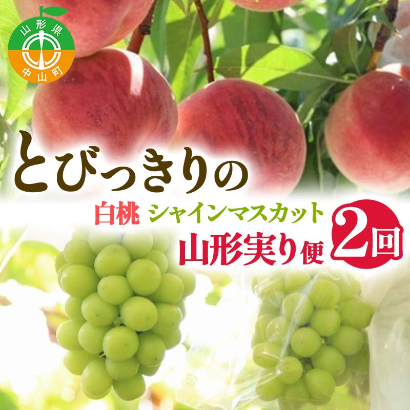 【ふるさと納税】 【2026年 先行予約】2回定期便 とびっきりの ～白桃・シャインマスカット～ 山形実り便 ぶどう 葡萄 果物 くだもの フルーツ山形県 中山町 F4A-0486