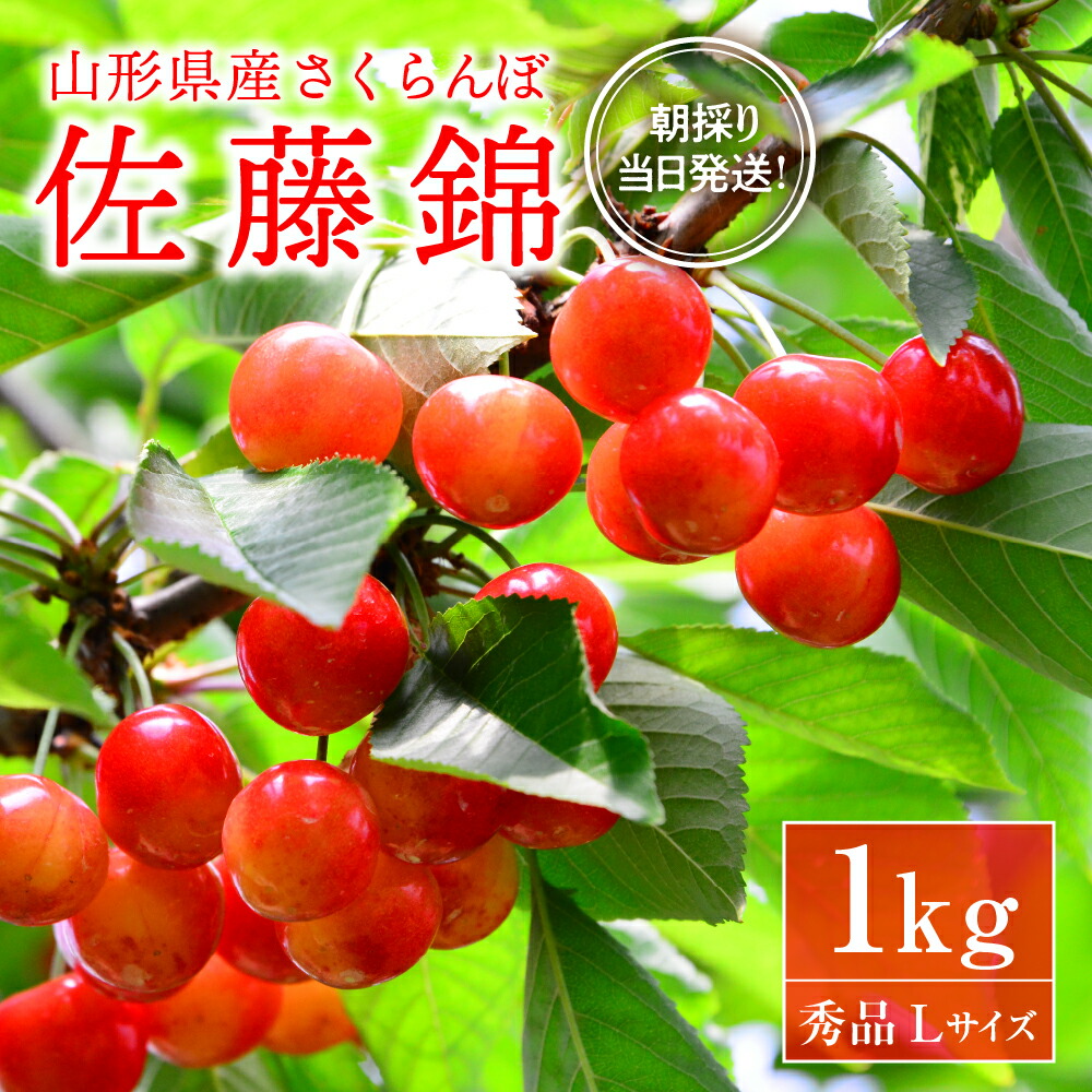 【ふるさと納税】※2025年発送※【令和7年産】朝採り＆当日出荷！イチ押し農家さんの朝採りさくらんぼ「佐藤錦」秀品 1kg（500g×2パック）バラ詰め 山形県河北町産【河北町観光物産協会】<br><br>サクランボ フルーツ 果物 くだもの  送料無料
