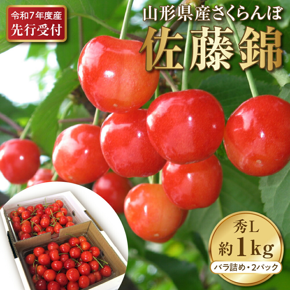 【ふるさと納税】【先行予約】令和7年産 さくらんぼ 佐藤錦 秀L1kg以上 (500g バラ詰め × 2パック)【晴天畑】<br><br>サクランボ フルーツ 果物 くだもの グルメ 送料無料 山形県 河北町