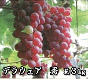 楽天市場 ふるさと納税 ぶどう くだもの 果物 島根県産 B243 デラウェア ２ｋｇ 島根県大田市