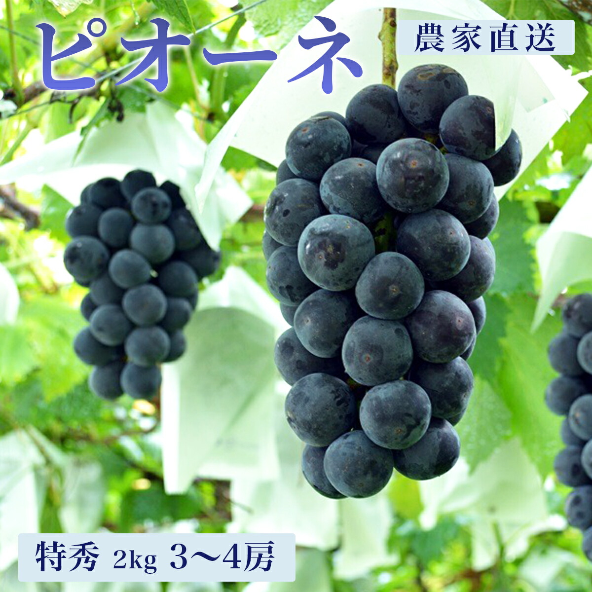 【ふるさと納税】＜ 先行予約 ＞ ぶどう ピオーネ 2kg 3～4房 特秀 農家直送 山形県 朝日町産 山形産 ぶどう ブドウ 葡萄 グレープ 果物 フルーツ 秋 送料無料