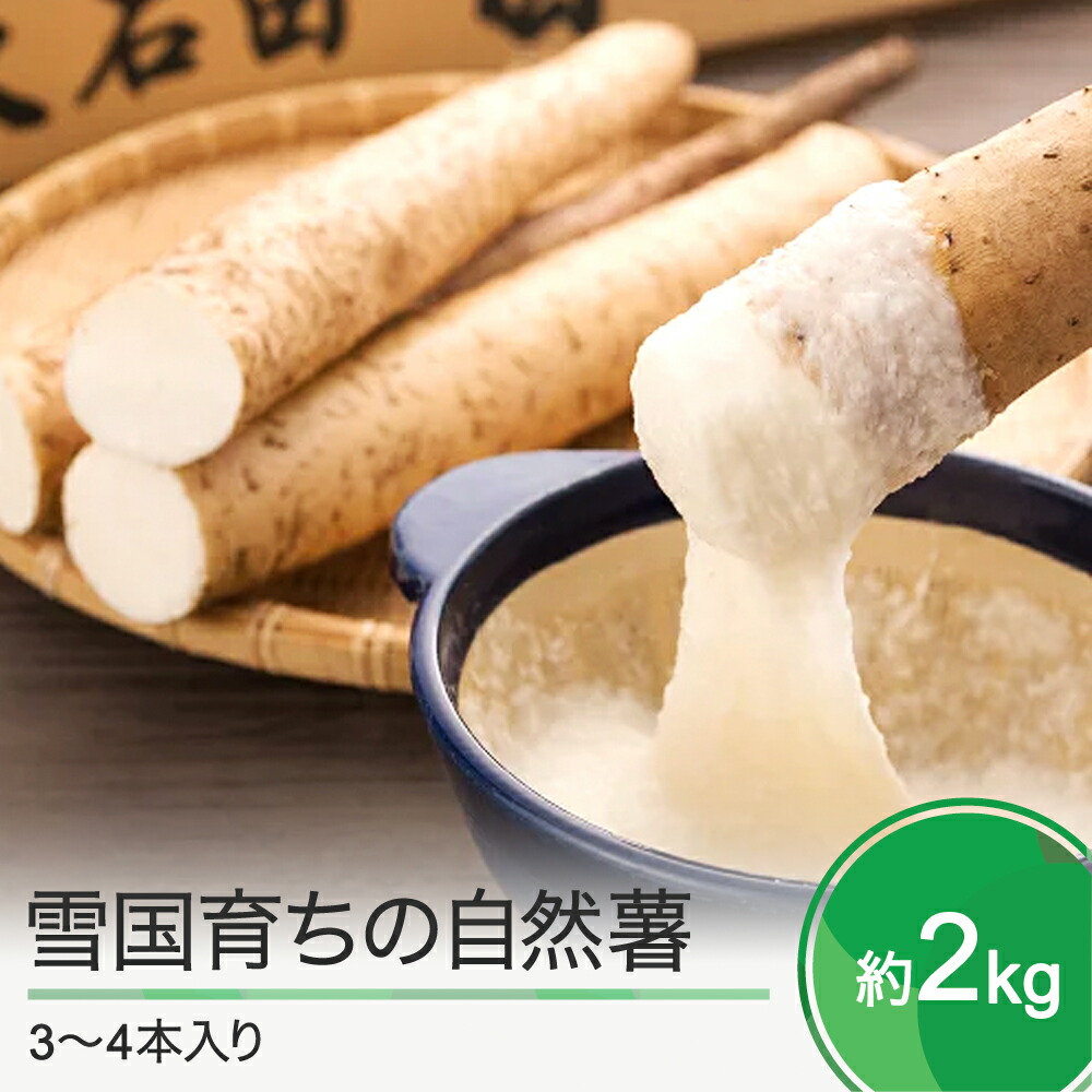 【ふるさと納税】山形県産 自然薯 雪国育ちの自然薯 約2kg 3～4本入り 送料無料 oz-zixxx2
