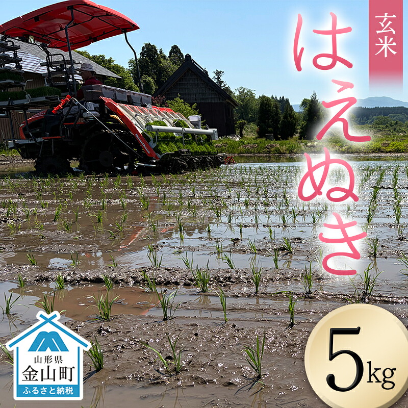【ふるさと納税】＜先行予約＞令和８年産【玄米】はえぬき5kg （マイスター監修） 米 お米 白米 ご飯 ブランド米 山形 金山町 F4B-0814｜山形県金山町