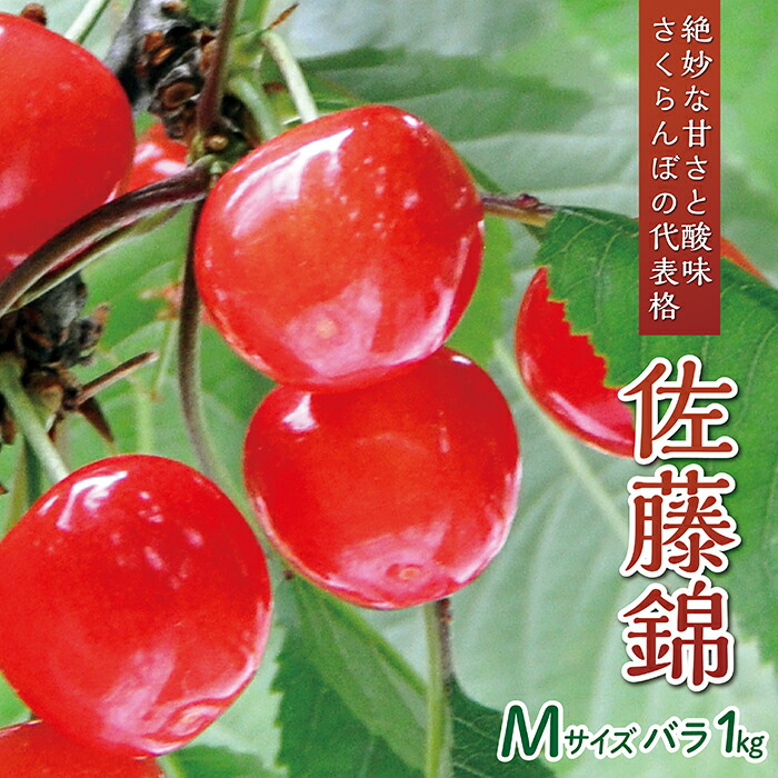 【ふるさと納税】 【令和7年産予約】さくらんぼ「佐藤錦」Mサイズ バラ1kg