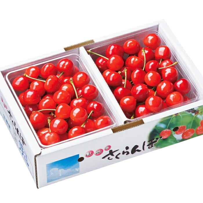 【ふるさと納税】【期間限定発送】 さくらんぼ 置賜産 佐藤錦 特秀 L～2L バラ詰 1kg [tk06ays870006 山形県 高畠町 JA山形おきたま] サクランボ チェリー 山形 果物 フルーツ くだもの
