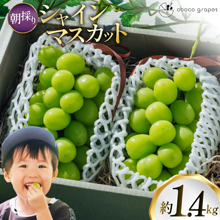 【ふるさと納税】 【期間限定発送】 シャインマスカット 2房 1.4kg 以上 朝採り [oboco grapes 山形県 高畠町 tk06ayt250009] ぶどう ブドウ 葡萄 フルーツ 果物 くだもの 甘い｜山形県高畠町