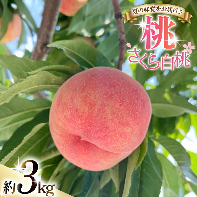 【ふるさと納税】 【期間限定発送】 桃 さくら 白桃 3kg [東城農園 山形県 高畠町 tk06ayt370000] もも モモ 果物 くだもの フルーツ 冷蔵｜山形県高畠町