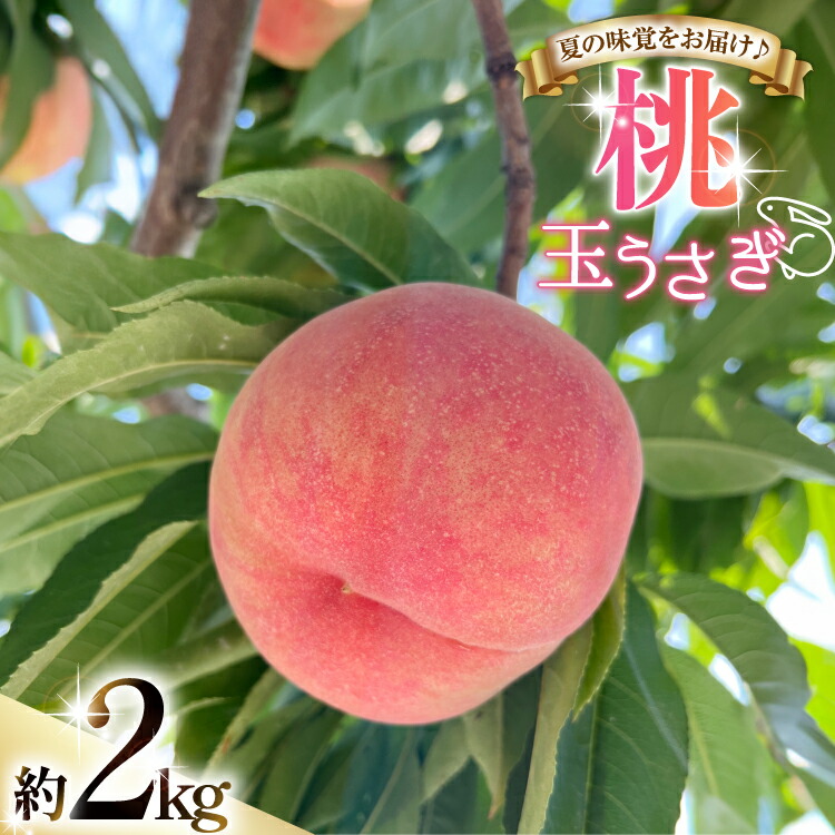 【ふるさと納税】 【期間限定発送】 桃 玉うさぎ 2kg [東城農園 山形県 高畠町 tk06ayt370003] もも モモ 果物 くだもの フルーツ 冷蔵｜山形県高畠町 11,020円