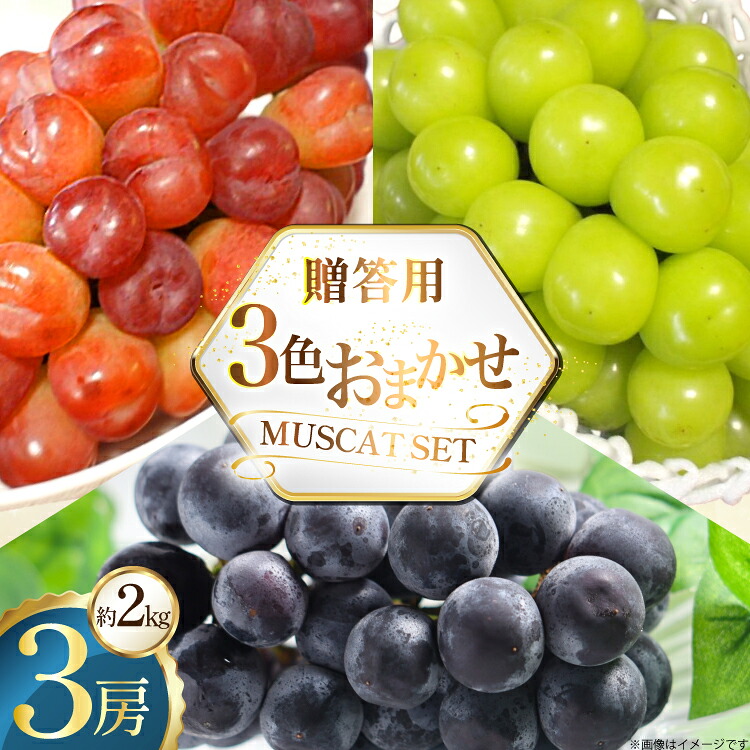 【ふるさと納税】 贈答用 ぶどう 3色 おまかせ 約2kg 3房 [ごとう農園 山形県 高畠町 tk06bcz270002] フルーツ 果物 くだもの ブドウ 葡萄 2キロ 贈答 甘い 果実 デザート 農家直送 産地直送 数量限定 期間限定 マイハート ピオーネ ゴルビー シャインマスカット