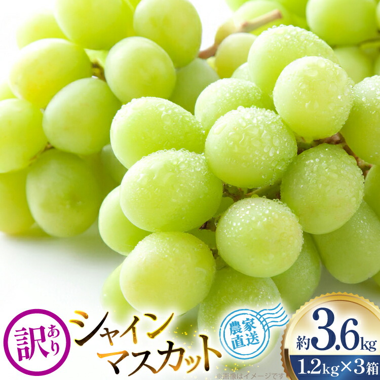 【ふるさと納税】 【期間限定発送】 ぶどう 家庭用 訳あり シャインマスカット 約1.2kg 3箱 計3.6kg [治右衛門果樹園 山形県 高畠町 tk06ays830023] ブドウ 葡萄 フルーツ 果物 くだもの デザート 甘い シャイン マスカット 産地直送 農家直送 期間限定