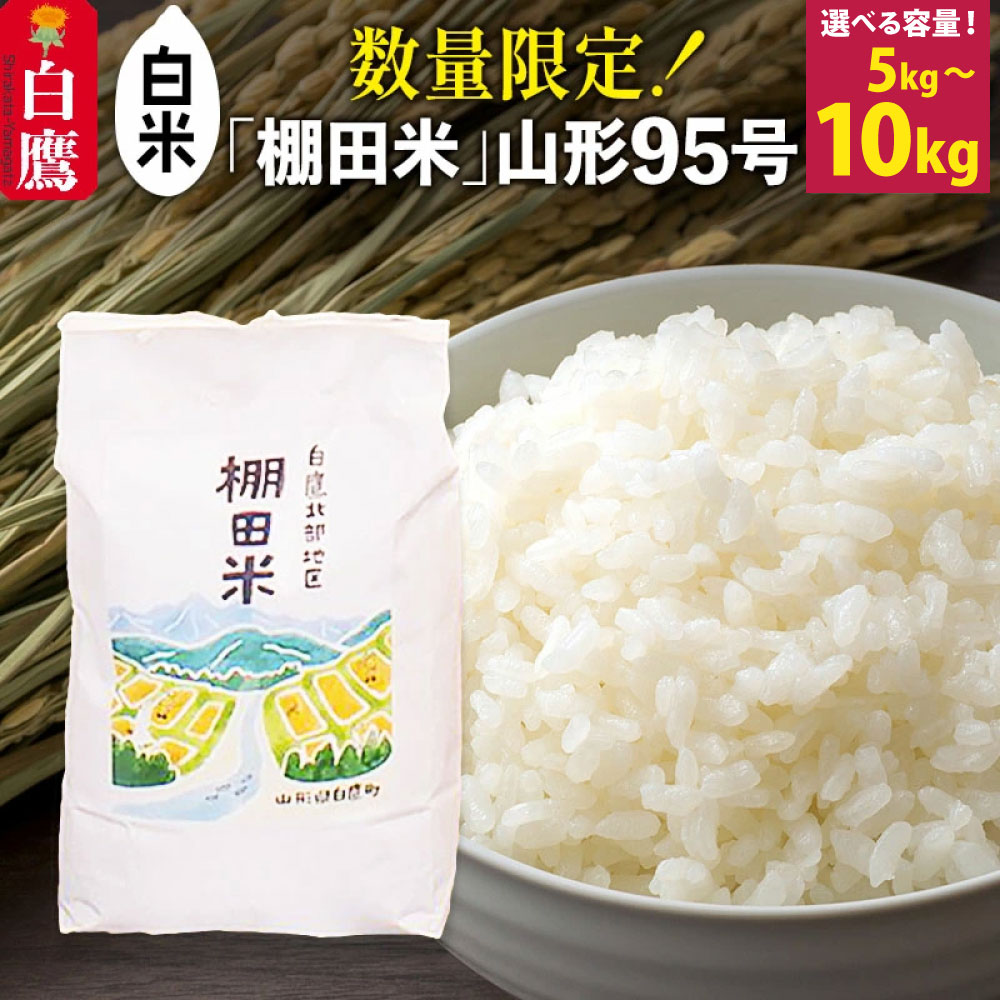 【ふるさと納税】 【白米】山形県産 棚田米 白鷹ほまれ ＜選べる容量＞ 【5kg／10kg】 山形95号 令和7年産 米 お米 精米 コメ おこめ ごはん ご飯 白米 5キロ ／ 限定価格 【 10キロ 】 送料無料 14,060円