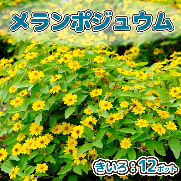 【ふるさと納税】【R8.5月下旬より順次発送】ガーデニング用 花苗 メランポジウム（黄色） 12ポット（入金期限：2026.5.20） ふるさと納税 山形