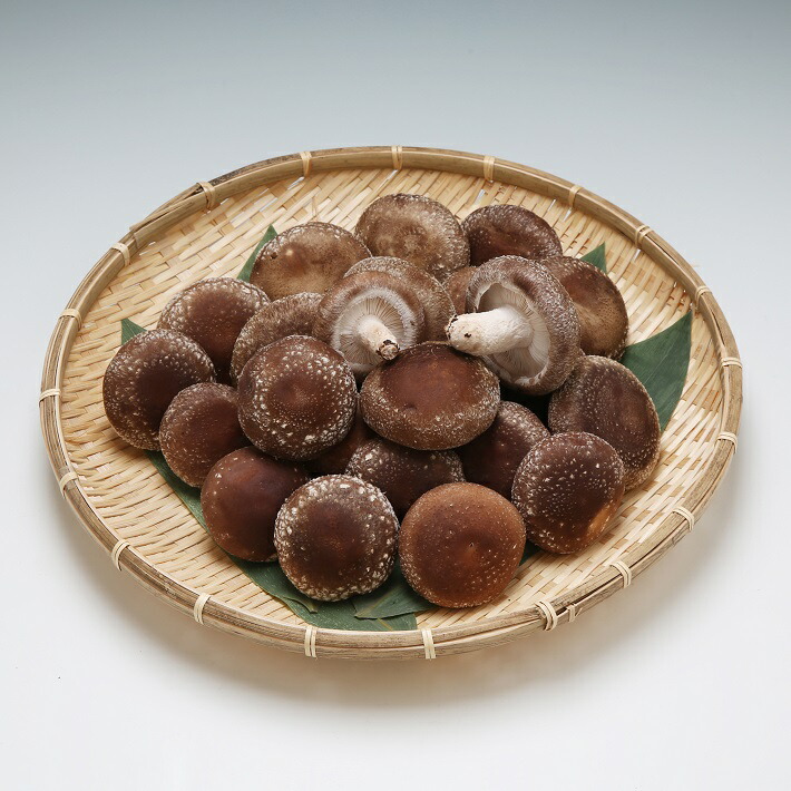 【ふるさと納税】【R8.12月より順次発送】石垣農園の肉厚 生しいたけ 1kg 食べごたえ抜群の椎茸【入金期限:2027.1.31】 数量限定 先行受付 予約 ふるさと納税 山形県|山形県庄内町