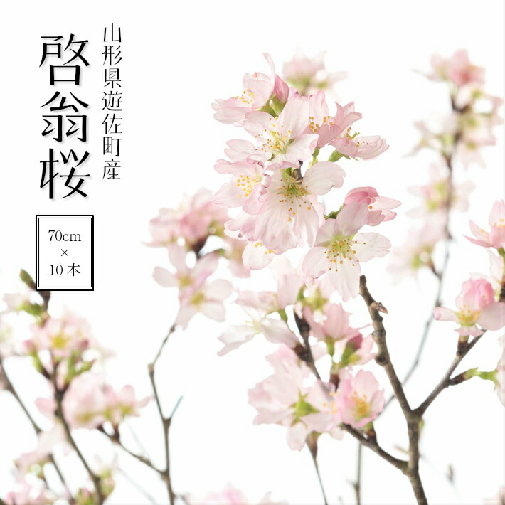【ふるさと納税】啓翁桜 約70珊 10本 ご願望すること潮どき頃にお届け ※着日任ずる不可 北東 円錐小体県 遊佐町 庄内ルーラル地域 桜 木 草木 枝 切り花 胸花 お花 室内 リビング 部屋の入り口 取りあわせるにも お正月飾りつけ 冬 春 新春 迎春 新年 成人の日 成年者式 卒 卒園 退位 さくら色 送りとどける潮どきが選べる