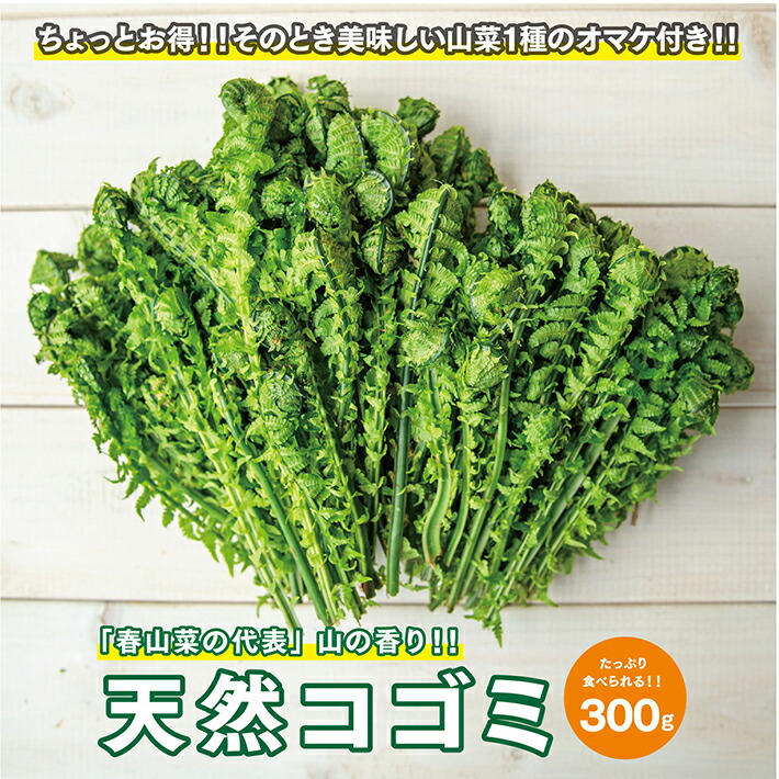 ふるさと納税 天然こごみ 約300g おまけの山菜 種付き 冷蔵便 4月下旬頃から順次発送 着日指定 離島への発送不可 春山菜の代表 おひたし 天ぷら ごま和え ナムルに Farm 天然ものですので大きさにばらつ Painandsleepcenter Com