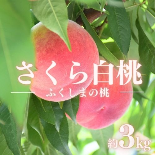 【ふるさと納税】No.1518福島のもも「さくら白桃」約3kg【2025年発送】