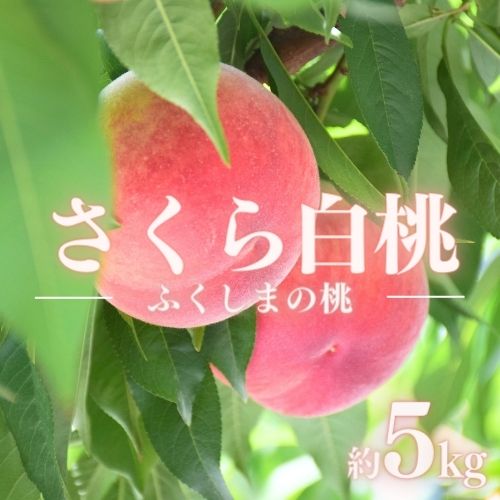 【ふるさと納税】No.1519福島のもも「さくら白桃」約5kg【2025年発送】
