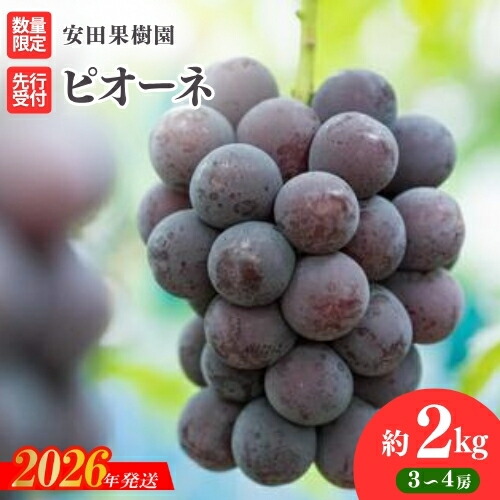 【ふるさと納税】No.1801ぶどう　ピオーネ 約2kg【2026年発送 先行予約】果物 くだもの フルーツ お取り寄せ 産地直送 農家直送 福島県 福島市