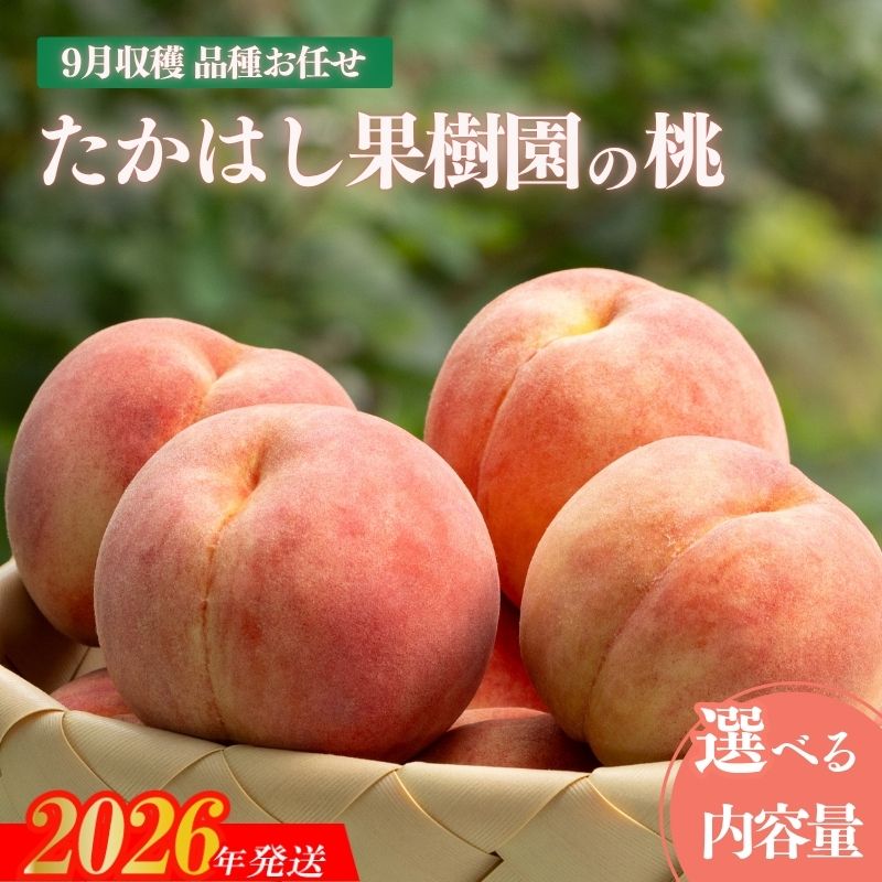 【ふるさと納税】たかはし果樹園の桃　9月収穫 選べる 内容量 約1.5kg 約2kg【2026年発送 先行予約】果物 くだもの フルーツ 白桃 お取り寄せ 産地直送 農家直送 福島県 福島市｜福島県福島市
