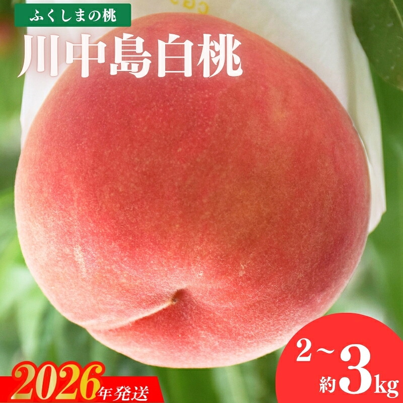 【ふるさと納税】もも「川中島白桃」選べる 内容量 約2kg 約3kg【2026年発送 先行予約】果物 くだもの フルーツ 白桃 お取り寄せ 産地直送 農家直送 福島県 福島市|福島県福島市