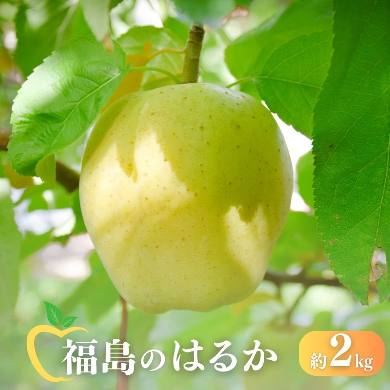 【ふるさと納税】No.2615 りんご「はるか」約2kg【2025年度発送】