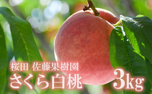 【ふるさと納税】No.2640福島の桃「さくら白桃」約3kg【2025年発送】