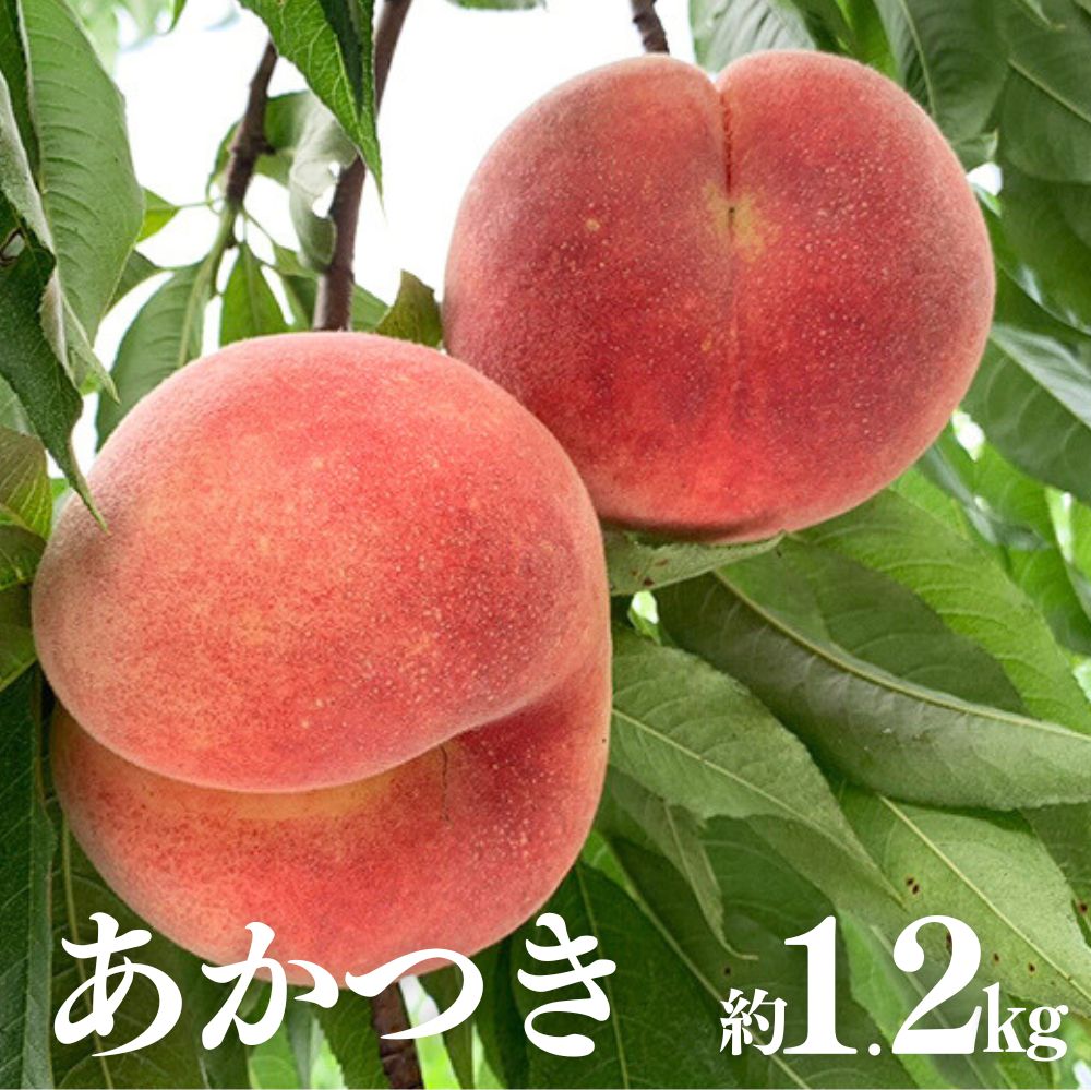 【ふるさと納税】No.2338もも（あかつき約1.2kg）【2025年発送　先行予約】