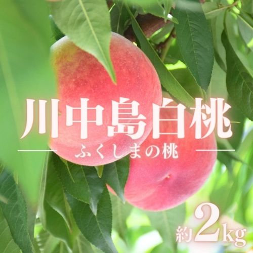【ふるさと納税】No.1511福島のもも「川中島白桃」約2kg【2025年発送】